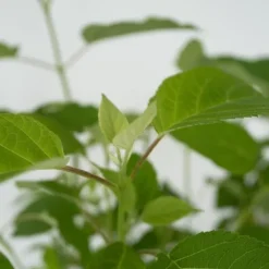 Krukkeplanter Indendørs^Hortensia - Hydrangea 'Strong Annabelle' - Højde 30-40cm - ⌀19cm