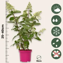 Buskads^Hortensia - Sæt 2 - Hydrangea paniculata 'Pinky Winky' - Højde 25-40cm - ⌀19cm