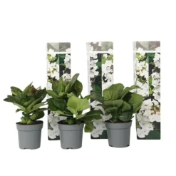 Online Hortensia - Sæt 3 - Hydrangea macrophylla teller 'Benxi' - Højde 25-40cm - ⌀9cm Krukkeplanter Indendørs