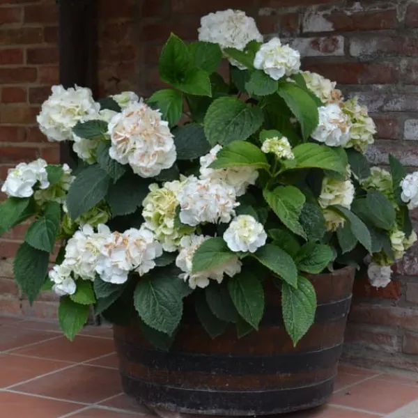 Online Hortensia - Sæt 3 - Hydrangea macrophylla teller 'Benxi' - Højde 25-40cm - ⌀9cm Krukkeplanter Indendørs