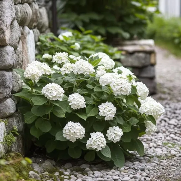 Online Hortensia - Sæt 3 - Hydrangea macrophylla teller 'Benxi' - Højde 25-40cm - ⌀9cm Krukkeplanter Indendørs