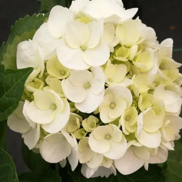 Online Hortensia - Sæt 3 - Hydrangea macrophylla teller 'Benxi' - Højde 25-40cm - ⌀9cm Krukkeplanter Indendørs