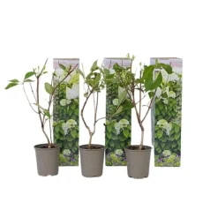 Buskads^Hortensia - Sæt 3 - Hydrangea paniculata 'Silver Dollar' - Højde 25-40cm - ⌀9cm