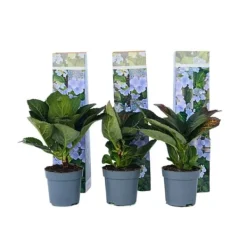Clearance Hortensia - Sæt 6 - Hydrangea macrophylla teller 'Nizza' - Højde 25-40cm - ⌀9cm Haveplanter