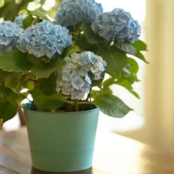Clearance Hortensia - Sæt 6 - Hydrangea macrophylla teller 'Nizza' - Højde 25-40cm - ⌀9cm Haveplanter