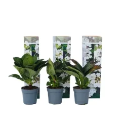 Hot Hortensia - Sæt 6 - Hydrangea macrophylla teller 'Benxi' - Højde 25-40cm - ⌀9cm Haveplanter