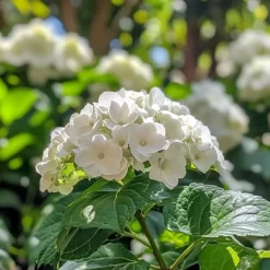 Hot Hortensia - Sæt 6 - Hydrangea macrophylla teller 'Benxi' - Højde 25-40cm - ⌀9cm Haveplanter