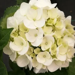 Hot Hortensia - Sæt 6 - Hydrangea macrophylla teller 'Benxi' - Højde 25-40cm - ⌀9cm Haveplanter