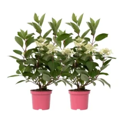 Best Hortensia - Sæt 2 - Hydrangea paniculata 'Early Harry' - Højde 25-40cm - ⌀19cm Buskads