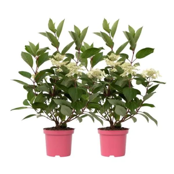 Best Hortensia - Sæt 2 - Hydrangea paniculata 'Early Harry' - Højde 25-40cm - ⌀19cm Buskads