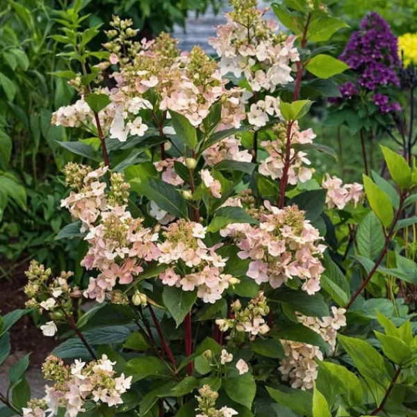 Best Hortensia - Sæt 2 - Hydrangea paniculata 'Early Harry' - Højde 25-40cm - ⌀19cm Buskads
