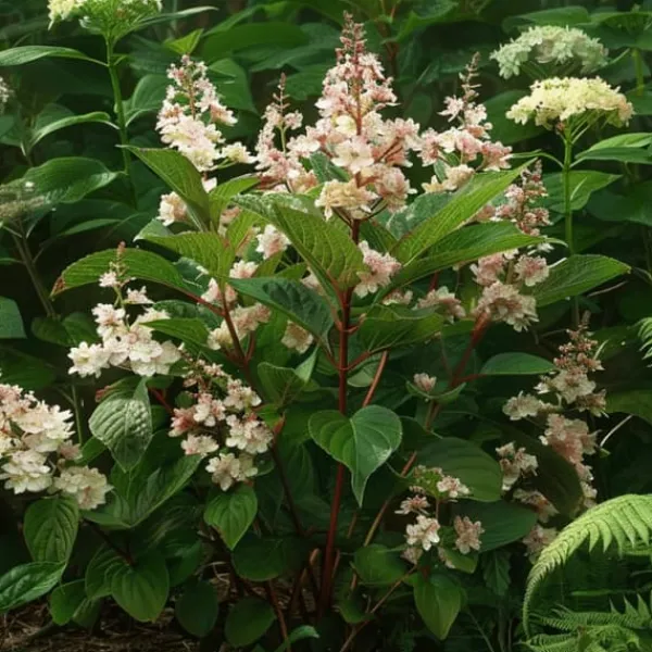 Best Hortensia - Sæt 2 - Hydrangea paniculata 'Early Harry' - Højde 25-40cm - ⌀19cm Buskads