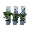 Krukkeplanter Indendørs^Hortensia - Sæt 3 - Hydrangea macrophylla teller 'Nizza' - Højde 25-40cm - ⌀9cm