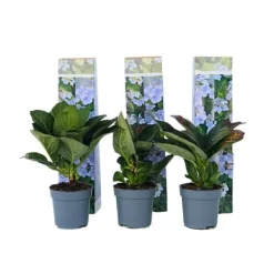 Krukkeplanter Indendørs^Hortensia - Sæt 3 - Hydrangea macrophylla teller 'Nizza' - Højde 25-40cm - ⌀9cm