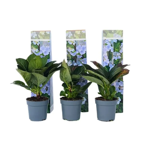 Krukkeplanter Indendørs^Hortensia - Sæt 3 - Hydrangea macrophylla teller 'Nizza' - Højde 25-40cm - ⌀9cm