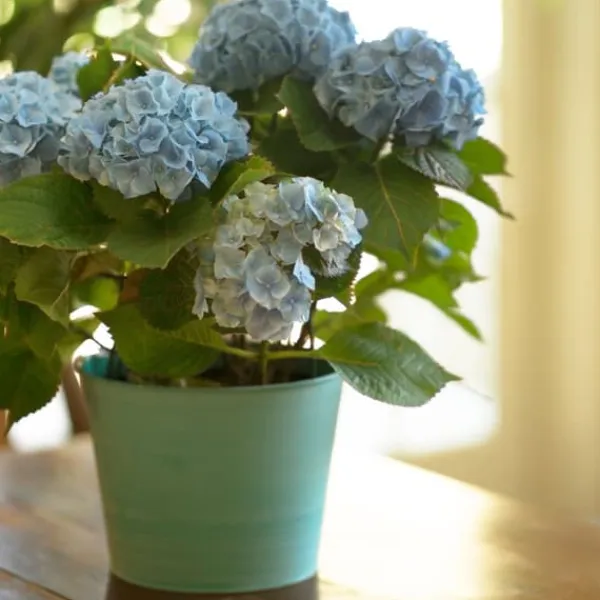 Krukkeplanter Indendørs^Hortensia - Sæt 3 - Hydrangea macrophylla teller 'Nizza' - Højde 25-40cm - ⌀9cm