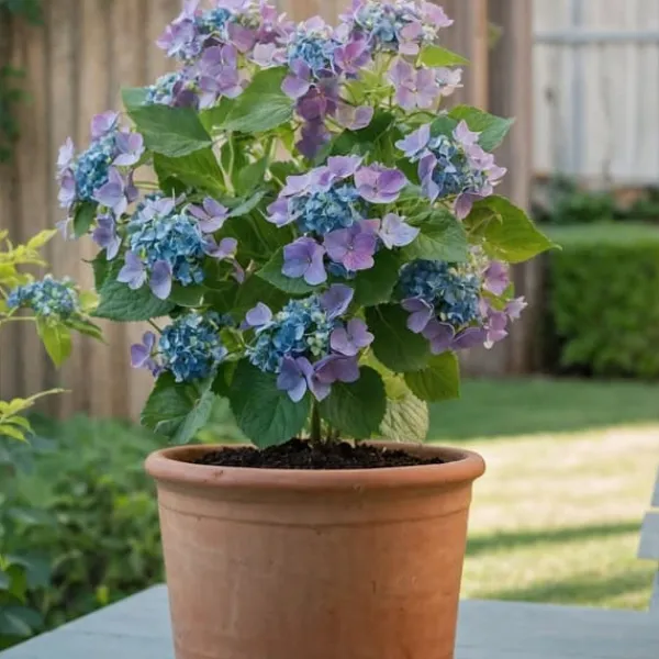 Krukkeplanter Indendørs^Hortensia - Sæt 3 - Hydrangea macrophylla teller 'Nizza' - Højde 25-40cm - ⌀9cm
