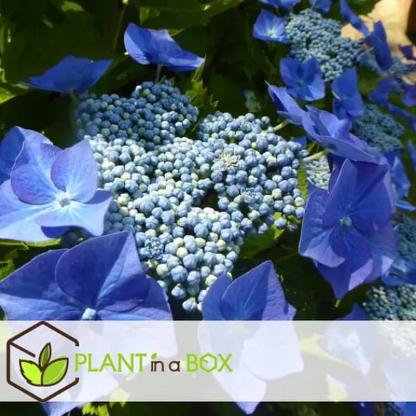 Krukkeplanter Indendørs^Hortensia - Sæt 3 - Hydrangea macrophylla teller 'Nizza' - Højde 25-40cm - ⌀9cm