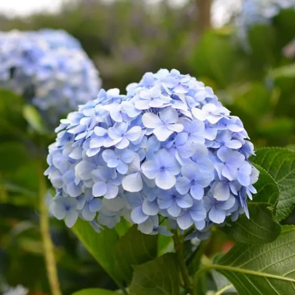 Krukkeplanter Indendørs^Hortensia - Sæt 3 - Hydrangea macrophylla teller 'Nizza' - Højde 25-40cm - ⌀9cm