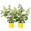 Online Hortensia - Sæt 2 - Hydrangea paniculata 'Candlelight' - Højde 25-40cm - ⌀19cm Buskads