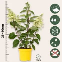 Online Hortensia - Sæt 2 - Hydrangea paniculata 'Candlelight' - Højde 25-40cm - ⌀19cm Buskads