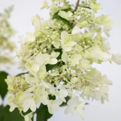 Online Hortensia - Sæt 2 - Hydrangea paniculata 'Candlelight' - Højde 25-40cm - ⌀19cm Buskads