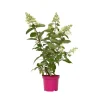 Hot Hortensia - Sæt 4 - Hydrangea paniculata 'Pinky Winky' - Højde 25-40cm - ⌀19cm Buskads