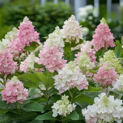 Hot Hortensia - Sæt 4 - Hydrangea paniculata 'Pinky Winky' - Højde 25-40cm - ⌀19cm Buskads