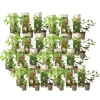 Hortensia - Sæt med 24 - Hortensia paniculata - Højde 25-35cm - ⌀9cm Buskads
