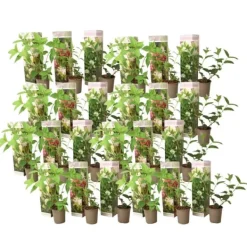 Hortensia - Sæt med 24 - Hortensia paniculata - Højde 25-35cm - ⌀9cm Buskads
