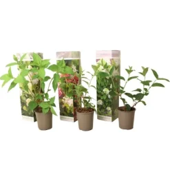 Buskads^Hortensia - Sæt med 3 - Hortensia paniculata - Højde 25-35cm - ⌀9cm