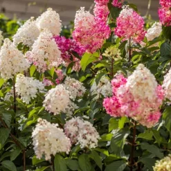 Buskads^Hortensia - Sæt med 3 - Hortensia paniculata - Højde 25-35cm - ⌀9cm