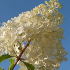 Buskads^Hortensia - Sæt med 3 - Hortensia paniculata - Højde 25-35cm - ⌀9cm