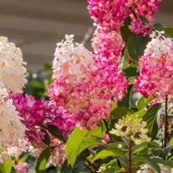 Buskads^Hortensia - Sæt med 3 - Hortensia paniculata - Højde 25-35cm - ⌀9cm