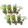 New Hortensia - Sæt med 6 - Hortensia paniculata - Højde 25-35cm - ⌀9cm Buskads