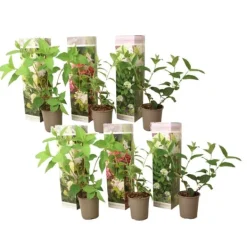 New Hortensia - Sæt med 6 - Hortensia paniculata - Højde 25-35cm - ⌀9cm Buskads