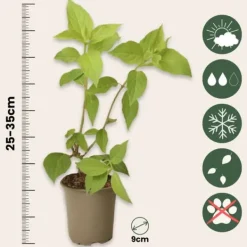 New Hortensia - Sæt med 6 - Hortensia paniculata - Højde 25-35cm - ⌀9cm Buskads