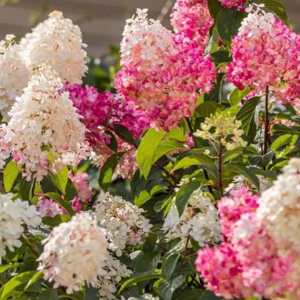 New Hortensia - Sæt med 6 - Hortensia paniculata - Højde 25-35cm - ⌀9cm Buskads