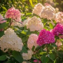 New Hortensia - Sæt med 6 - Hortensia paniculata - Højde 25-35cm - ⌀9cm Buskads