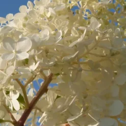 New Hortensia - Sæt med 6 - Hortensia paniculata - Højde 25-35cm - ⌀9cm Buskads