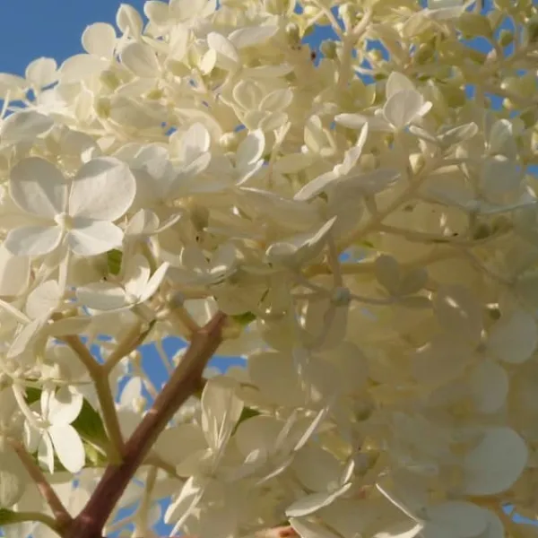 New Hortensia - Sæt med 6 - Hortensia paniculata - Højde 25-35cm - ⌀9cm Buskads