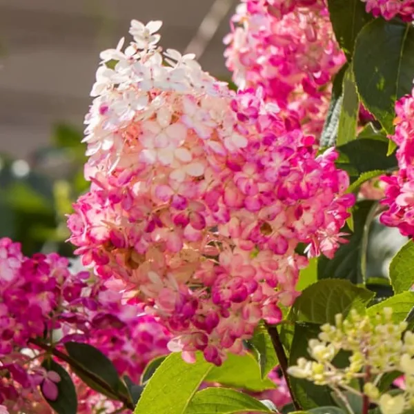 New Hortensia - Sæt med 6 - Hortensia paniculata - Højde 25-35cm - ⌀9cm Buskads