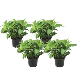 Buskads^Hortensia - Sæt med 4 - Hydrangea serrata 'Summerglow' - Højde 25-40cm - ⌀19cm