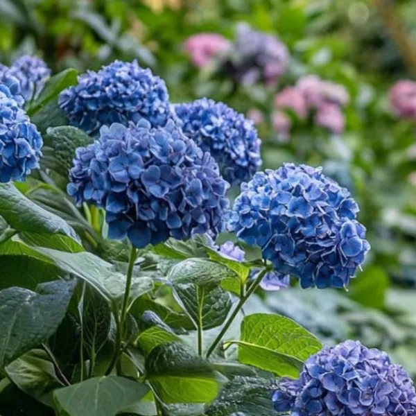 Buskads^Hortensia - Sæt med 4 - Hydrangea serrata 'Summerglow' - Højde 25-40cm - ⌀19cm