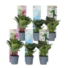 Blomster^Hortensia - Sæt med 6 - Hydrangea macrophylla - Højde 25-40cm - ⌀9cm