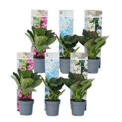 Blomster^Hortensia - Sæt med 6 - Hydrangea macrophylla - Højde 25-40cm - ⌀9cm