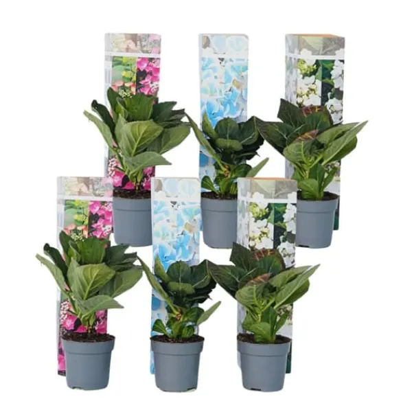 Blomster^Hortensia - Sæt med 6 - Hydrangea macrophylla - Højde 25-40cm - ⌀9cm