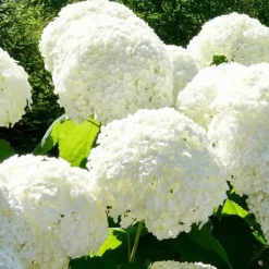 Blomster^Hortensia - Sæt med 6 - Hydrangea macrophylla - Højde 25-40cm - ⌀9cm