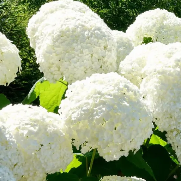 Blomster^Hortensia - Sæt med 6 - Hydrangea macrophylla - Højde 25-40cm - ⌀9cm
