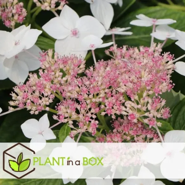 Blomster^Hortensia - Sæt med 6 - Hydrangea macrophylla - Højde 25-40cm - ⌀9cm